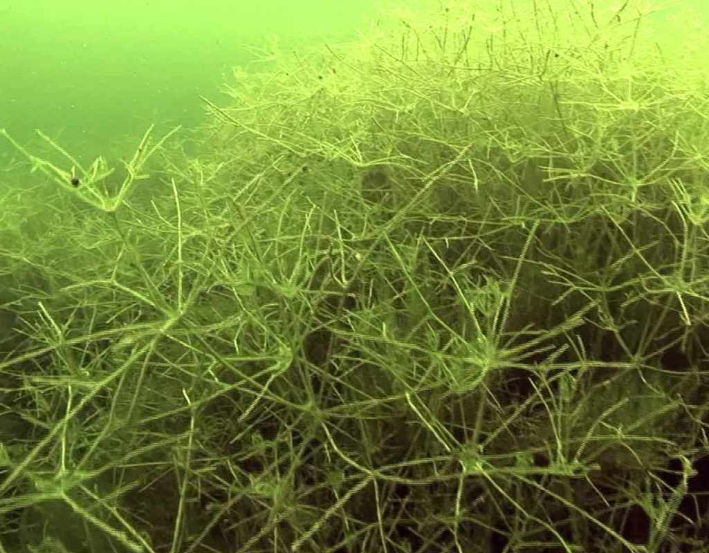 Chapman Lakes Conservation Association-Starry Stonewort